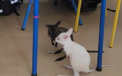 Klokanice Zorica i Roza u posjetu školi